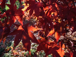 tree, autumn, fall