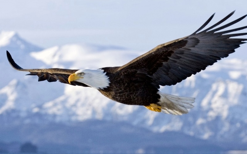 flight of the eagle