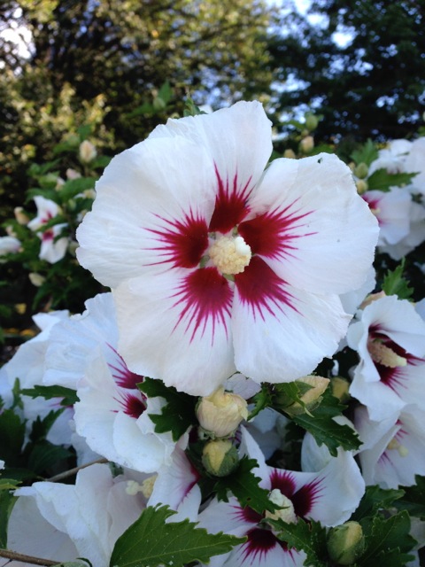 White and red rose of sharon