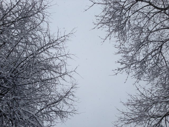 Snowy branches against gray sky