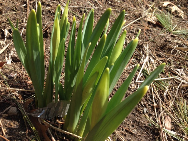 Daffodils before blooming
