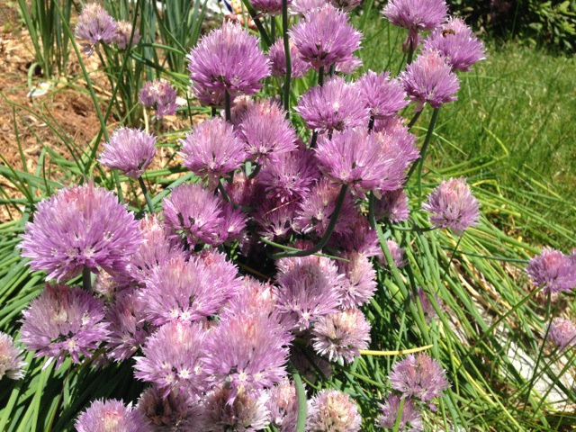 Purple blooming chives