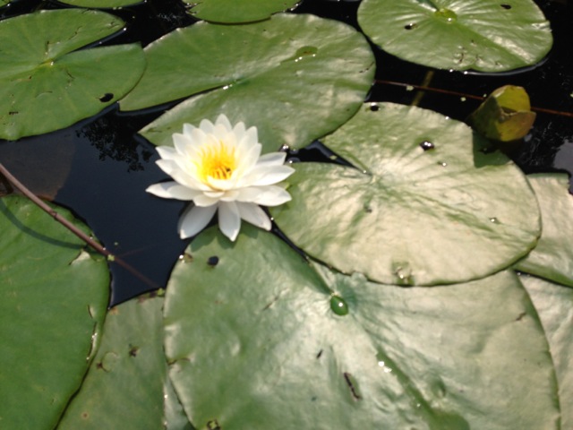 Water Lily and lily pads