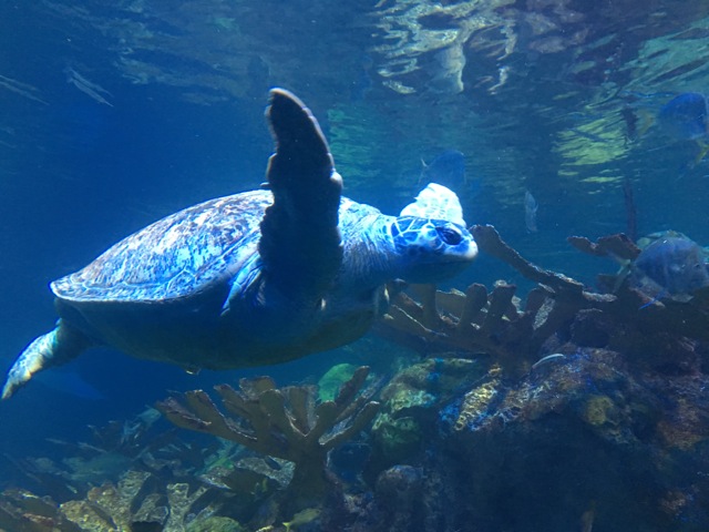 Myrtle the Turtle swimming, flapper flying