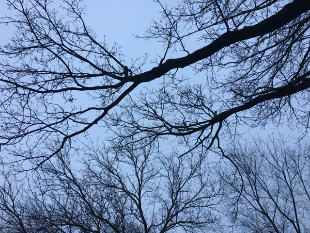 Two Tree limbs reaching into the sky like arms