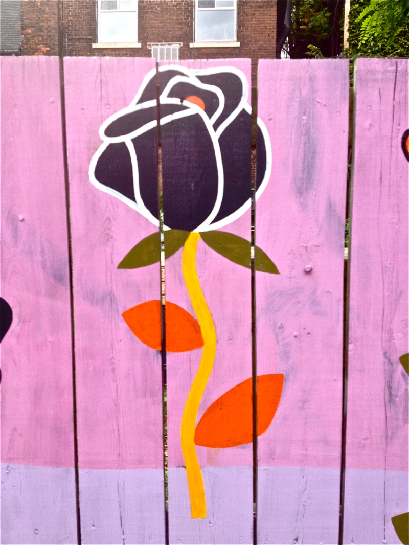 Black Rose on a Pink and Purple Fence
