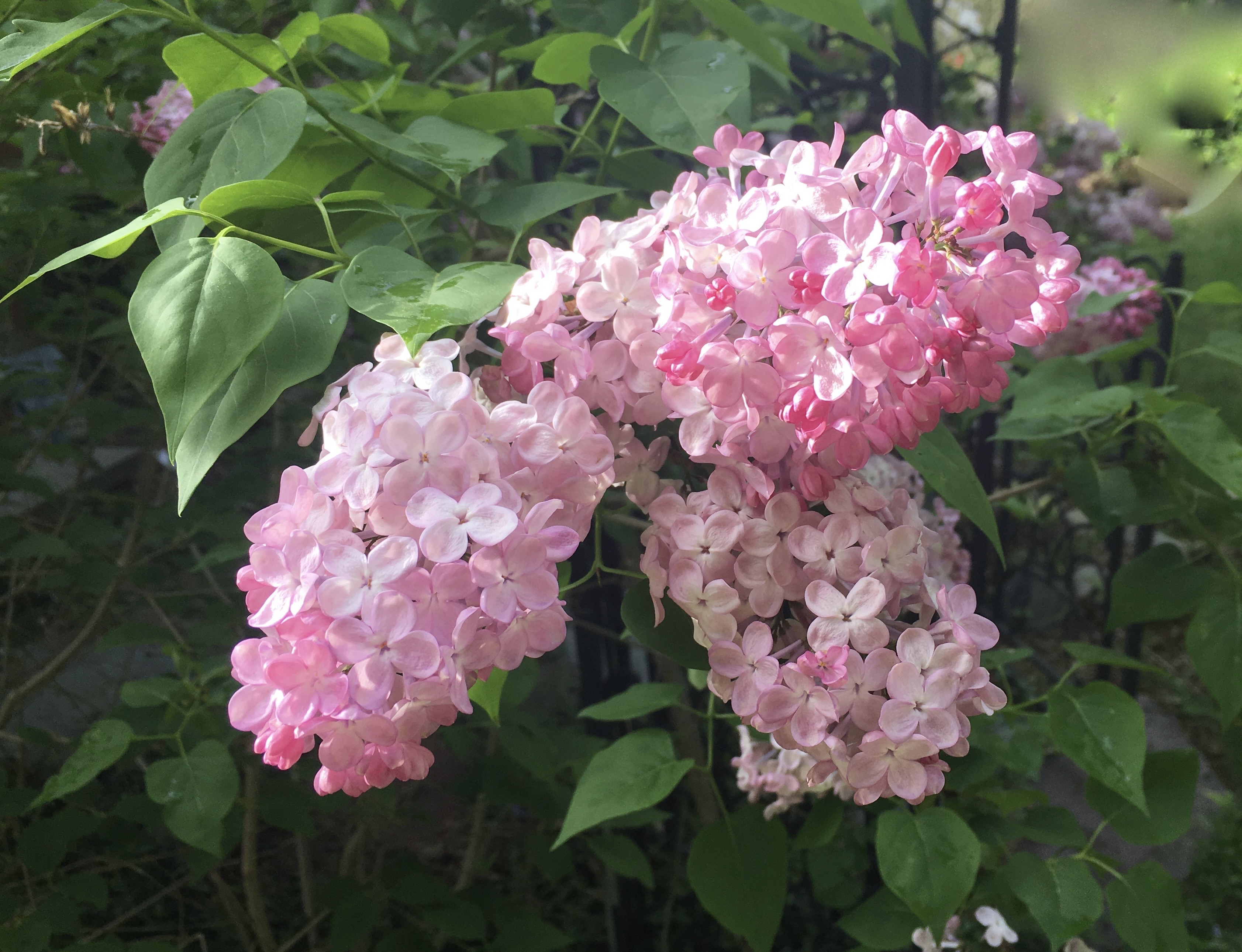 Pink Lilacs in bloom