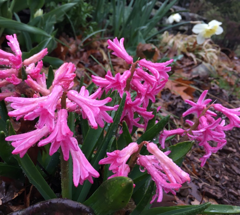 Pink Hyacinth in Rain